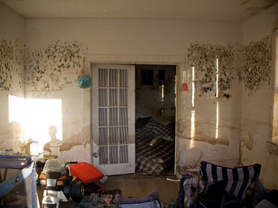 featured image - Must-Know Signs of Black Mold