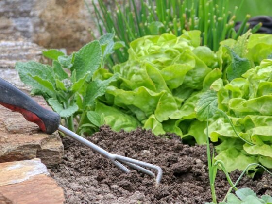 featured image - The Best Home Gardening Essentials List