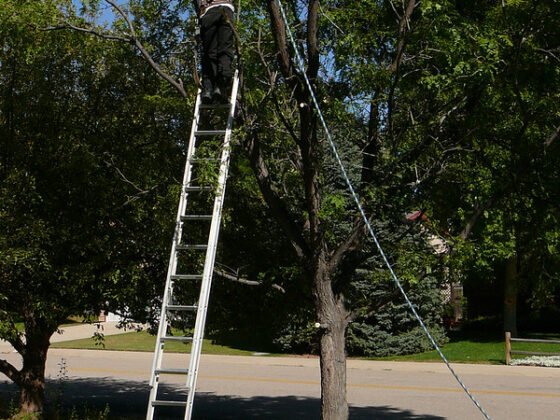 featured image - Tree Removal 101 Knowing When to Chop