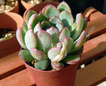 featured image - Why Are Succulent Plants Good To Grow At Home