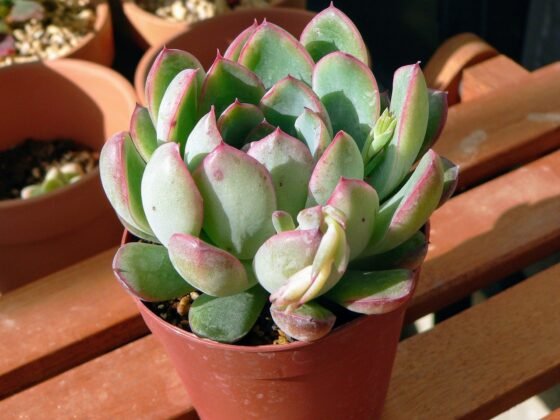 featured image - Why Are Succulent Plants Good To Grow At Home