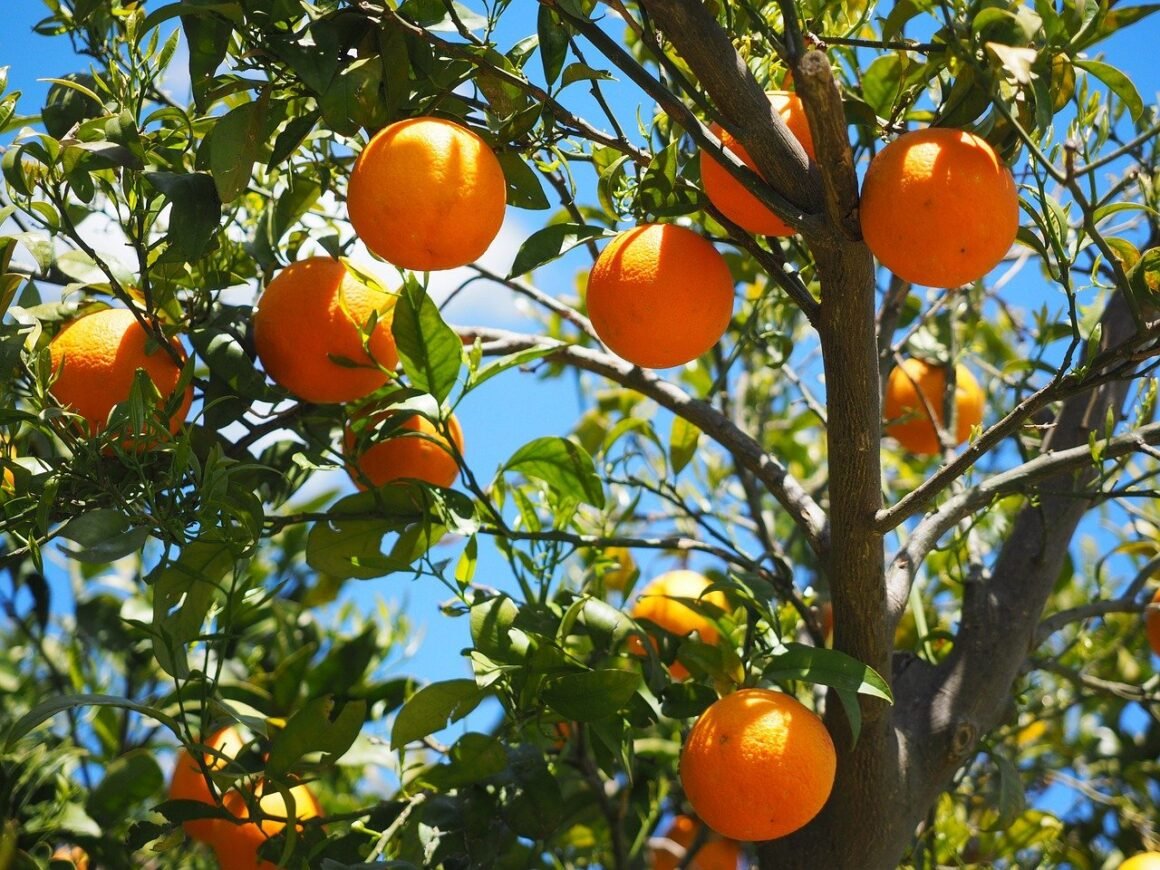 featured image - 3 Fruit Trees for Your Garden That You Probably Didn't Think of