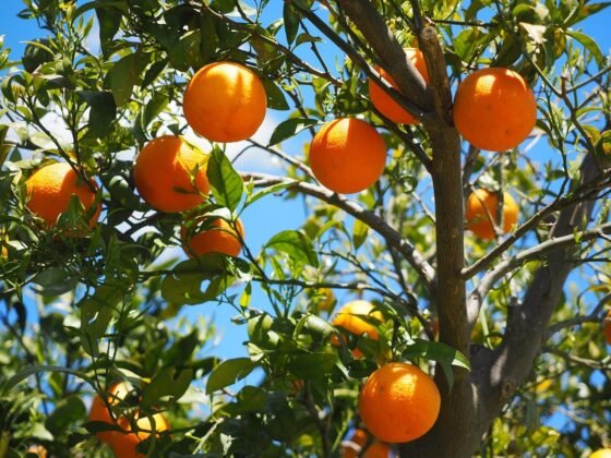 featured image - 3 Fruit Trees for Your Garden That You Probably Didn't Think of