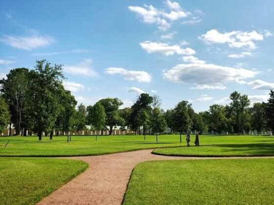 featured image - 5 Lawn Diseases You Need to Know: Treatment and Prevention