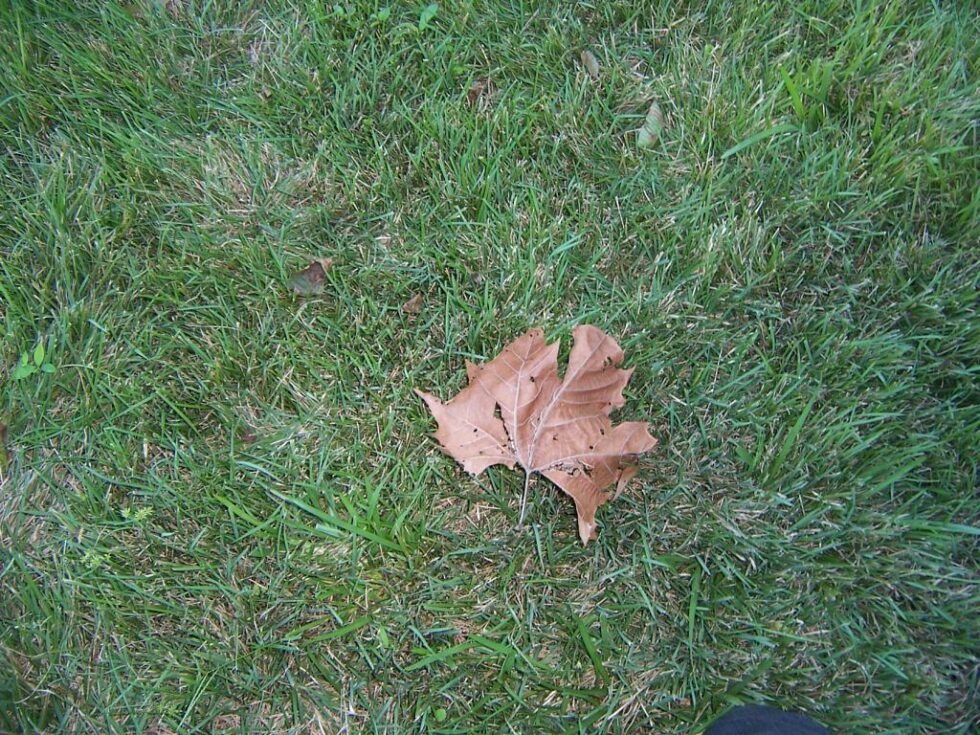 Dying Grass? Here's How to Revitalize Your Lawn