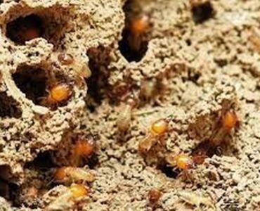 featured image - Heat Can Also Kill Termites