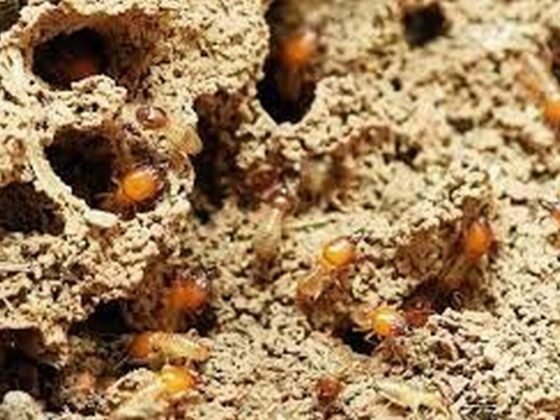 featured image - Heat Can Also Kill Termites