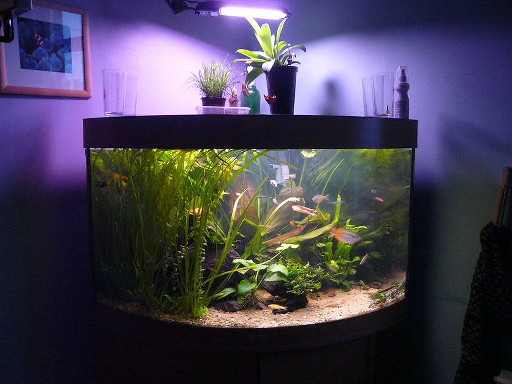 featured image - Is Aquarium Good to Keep at Home?