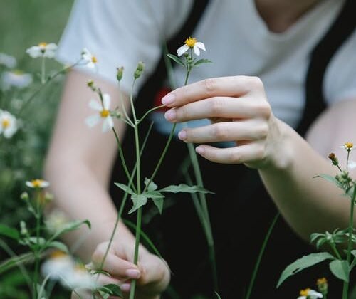 featured image - Tips for Hiring the Right Lawn Care Service for Your Garden