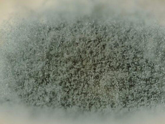 featured image - Do I Really Need Mold Remediation