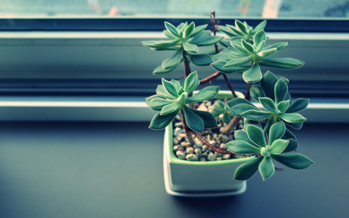 featured image - What Factors Affect Indoor Air Quality?