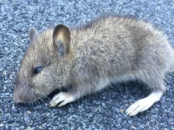 featured image - How To Prevent Rats from Entering Your Backyard