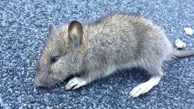 How to prevent rats from entering your backyard