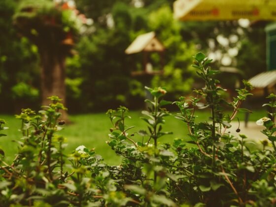 featured image - How to Design Your Garden?