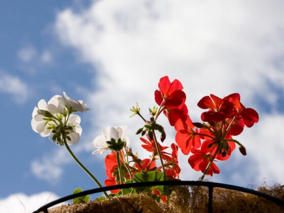 featured image - Plants Outdoor - Your Very Private Oasis