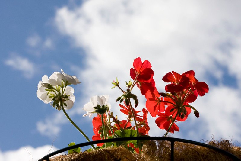 Plants Outdoor - Your Very Private Oasis image - Plants Outdoor - Your Very Private Oasis