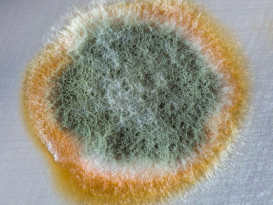 featured image - Self-Study Kit for Mold Prevention