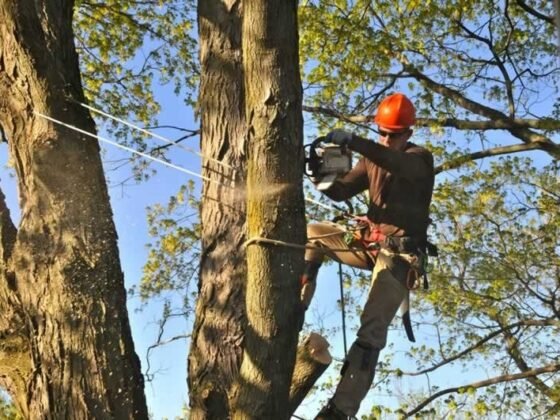 featured image - The Importance of Using Tree Experts