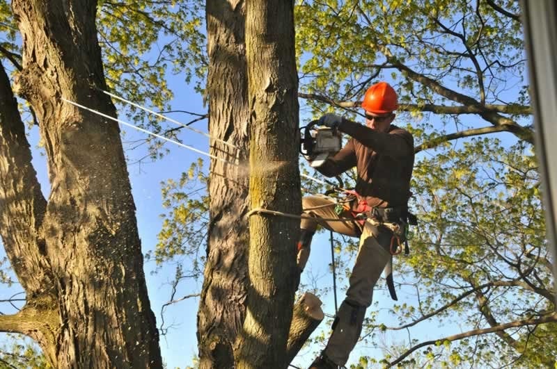 featured image - The Importance of Using Tree Experts