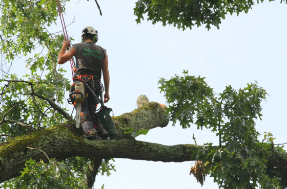 featured image - Top 5 Tips on How to Choose a Tree Service