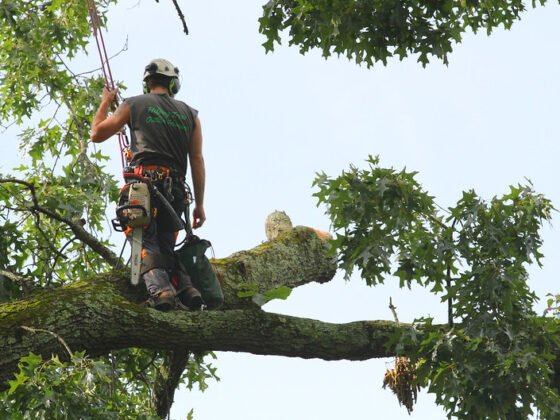 featured image - Top 5 Tips on How to Choose a Tree Service