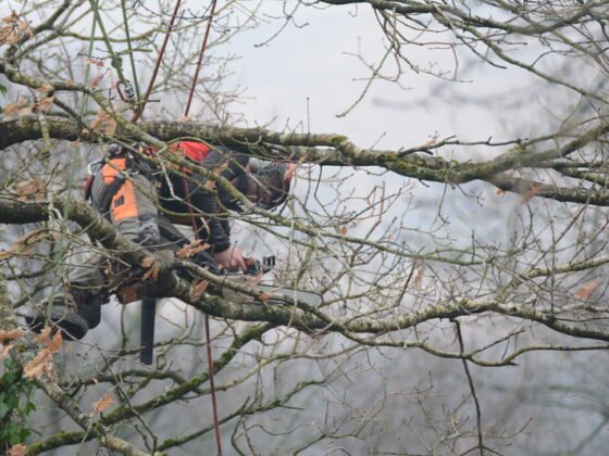 featured image - 3 Reasons Why You Should Hire a Professional Tree Surgeon to Remove a Tree