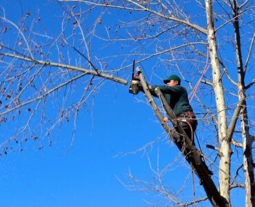 featured image - 4 Things to Look for in a Tree Service Company
