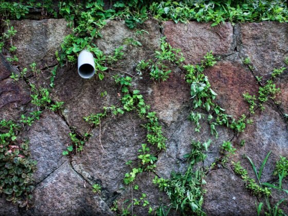 featured image - 5 Natural Ways to Kill Weeds Without Using Harmful Chemicals