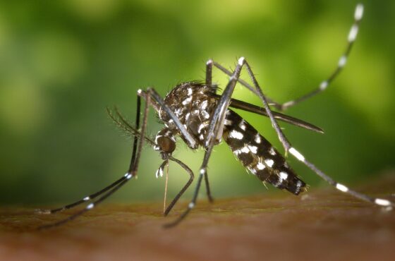 featured image - 5 Natural (and Simple) Ways to Get Rid of Mosquitoes
