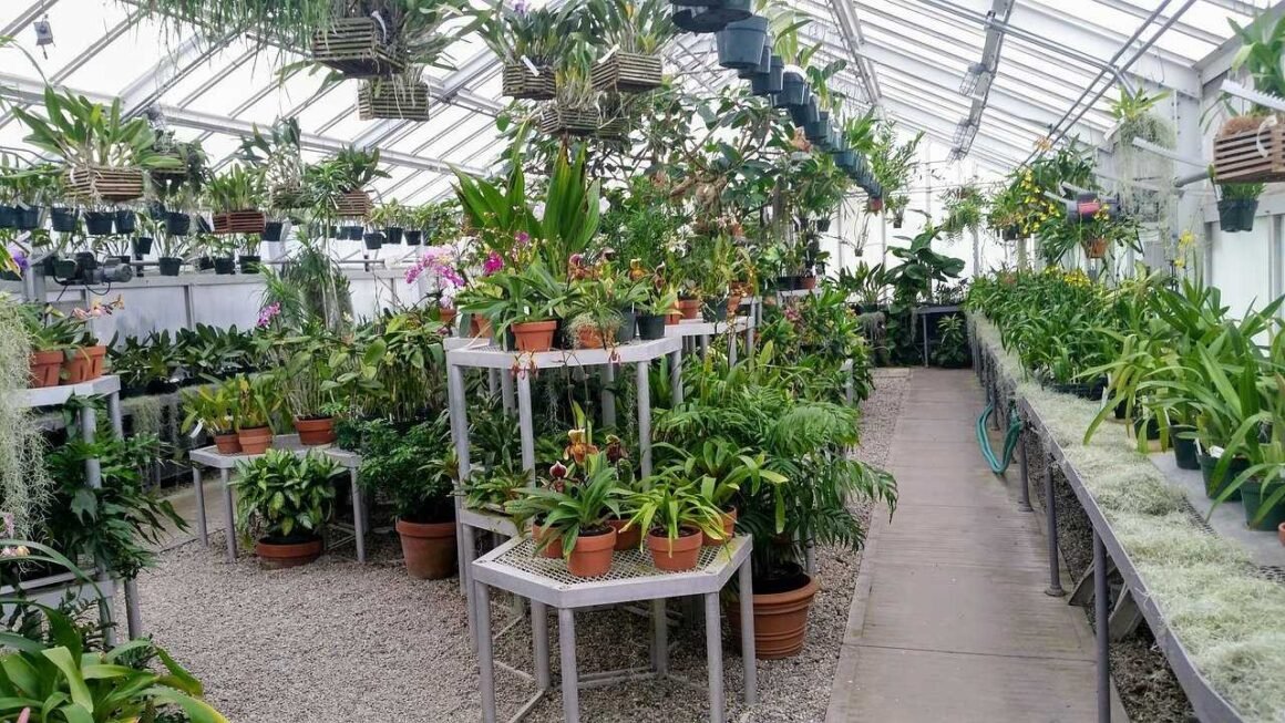 featured image - 5 Things to Consider When Buying a Greenhouse
