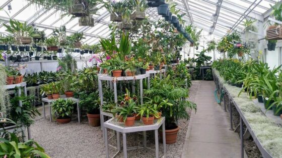 featured image - 5 Things to Consider When Buying a Greenhouse