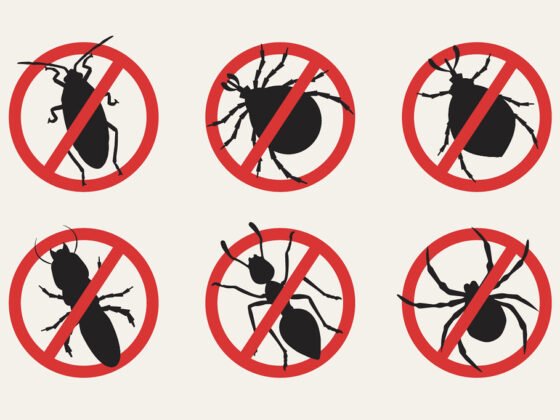 featured image - 6 Easy Ways to Get Rid of Common Household Bugs