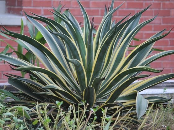 featured image - Easy, Low Maintenance Plants to Take Care of and Our Top Pick for Newbies