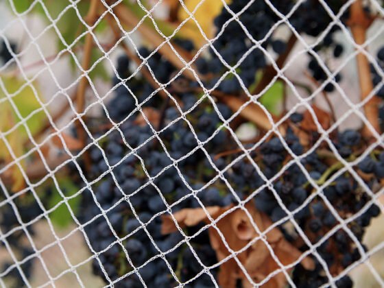 featured image - Everything You Need to Know About Anti-Bird Netting