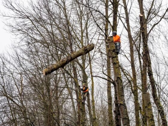 featured image - How do Professionals Remove a Tree?