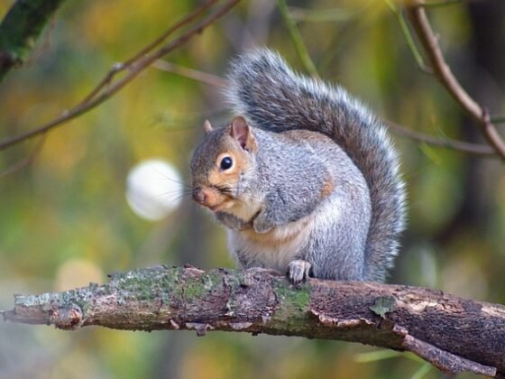 featured image - How to Squirrel-Proof Your Home this Summer