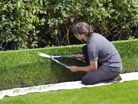 featured image - The Best Tree Shears of 2021