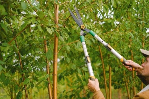 image - 5 Trimming Tips to Keep Your Trees in Great Shape