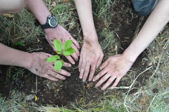 featured image - The Importance and Benefits of Planting Trees
