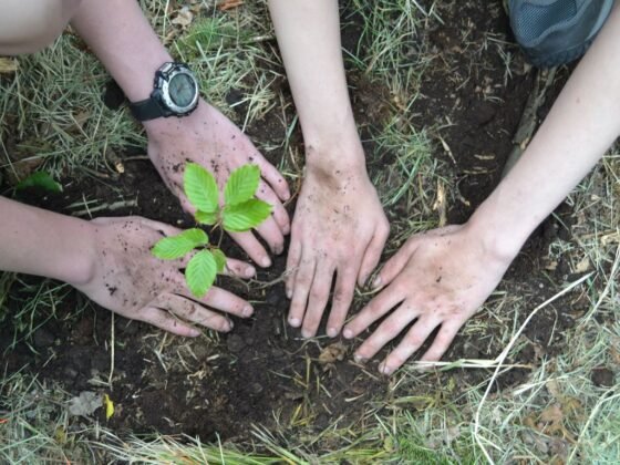 featured image - The Importance and Benefits of Planting Trees