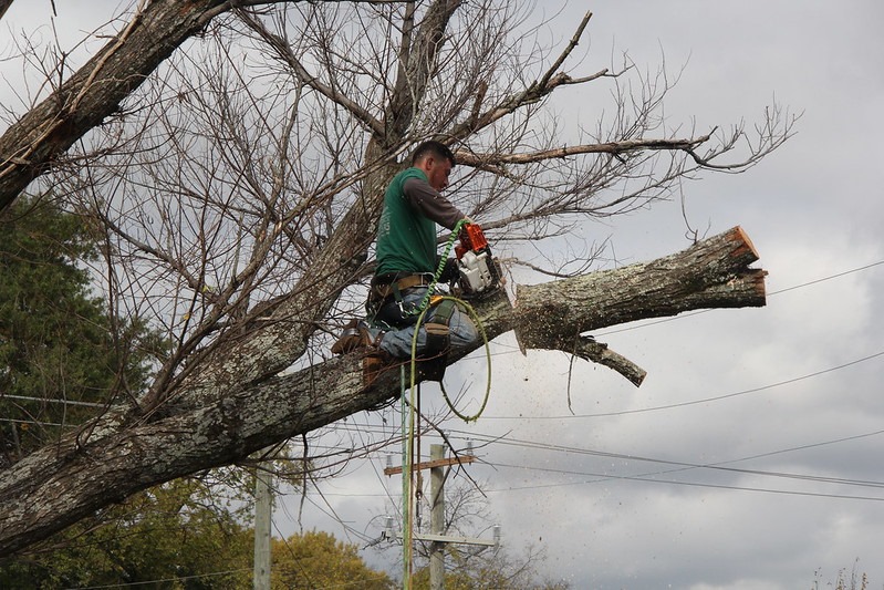 image - Reasons You Should Use a Tree Removal Company