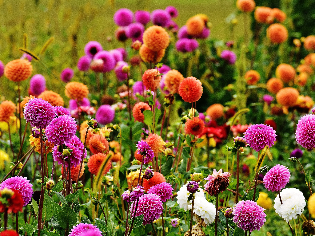 featured image - A Beginner’s Guide to Buy Dahlias