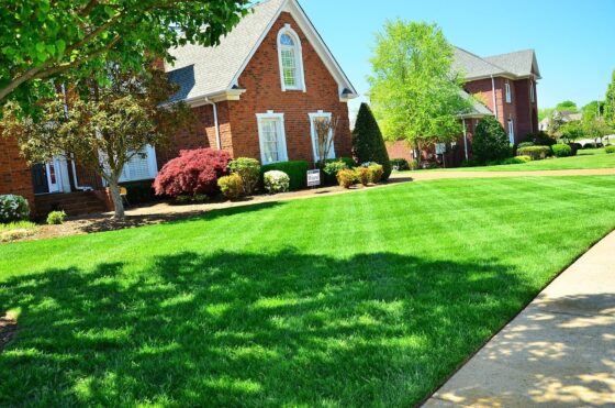 featured image - How to Take Care of Your Lawn 8 Maintenance Tips