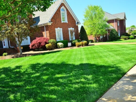 featured image - How to Take Care of Your Lawn 8 Maintenance Tips