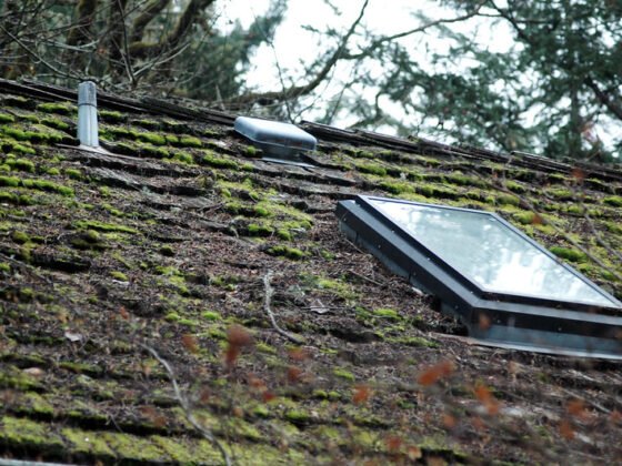 featured image - Roof Cleaning - How to Remove Moss and Algae From Your Roof