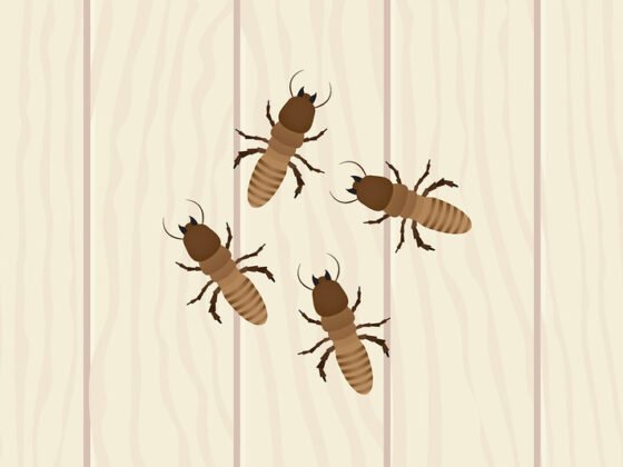 featured image - Things to Remember After Availing Pest Control Service at Your Home