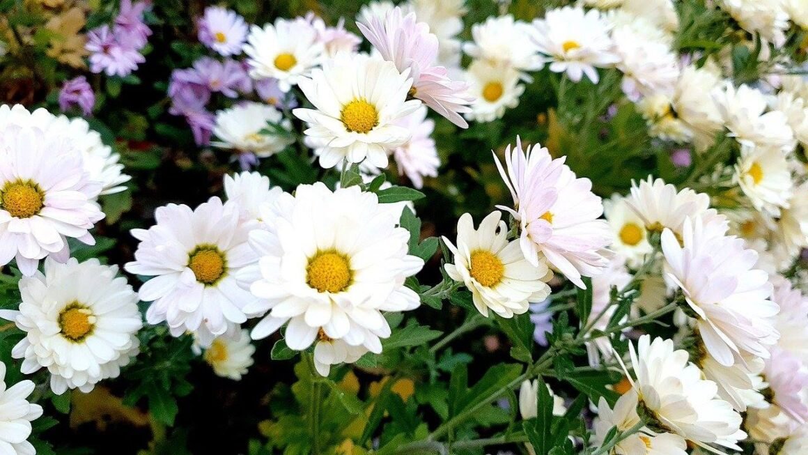 featured image - 7 Great Fall Flowers for a More Colourful and Gorgeous Garden