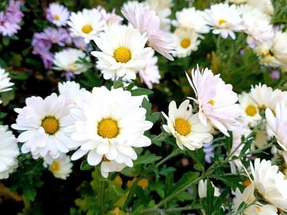 featured image - 7 Great Fall Flowers for a More Colourful and Gorgeous Garden