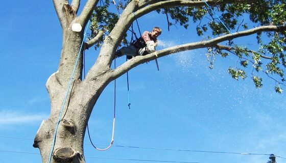 featured image - Tree Trimming the Ultimate Guide