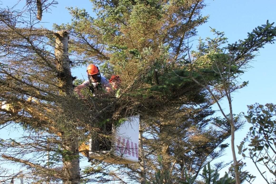 featured image - 3 Reasons Why You Should Hire Fully Certified Tree Surgeons